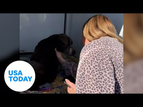 Dog reunited with her owner after 12 years apart | USA TODAY