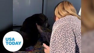 Dog reunited with her owner after 12 years apart | USA TODAY