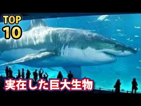 怖すぎる巨大な動物ｔｏｐ５ ジンベエザメを超える超巨大サメ メガロドン など Youtube