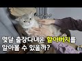 할아버지와 고양이의 우정