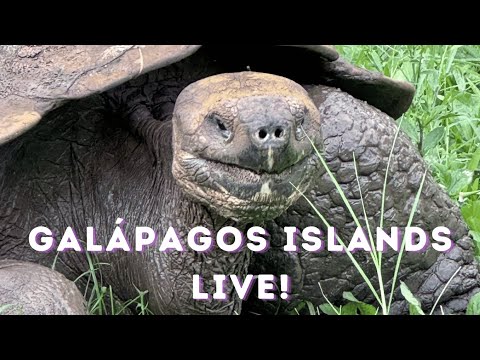 Galápagos Live! Let's talk about the islands and how to travel there