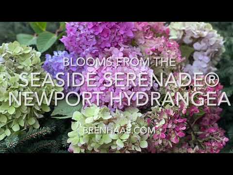 Seaside Serenade® Newport Hydrangea in Autumn