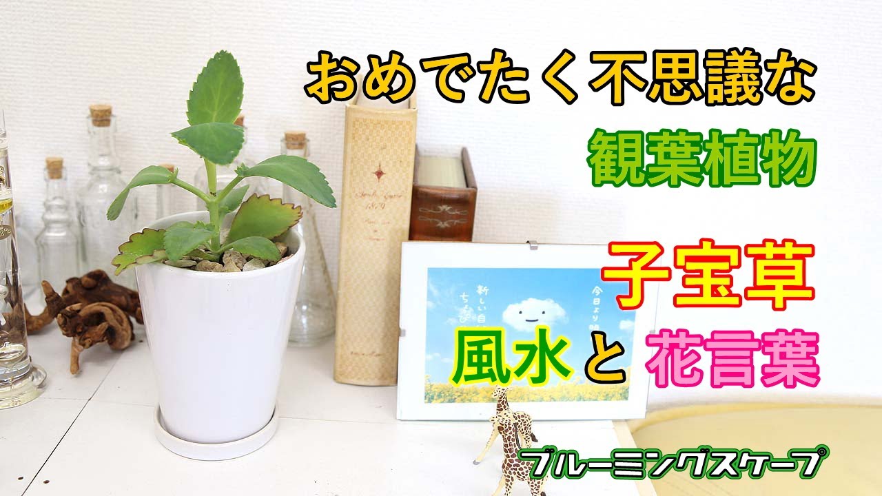 225円 お金を節約 観葉植物 カランコエ 子宝弁慶草 ３．５号 １鉢