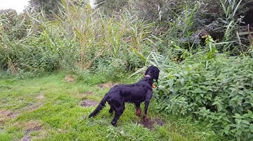 Gordon Setter, Pointing and flushing hen pheasant Bonni.