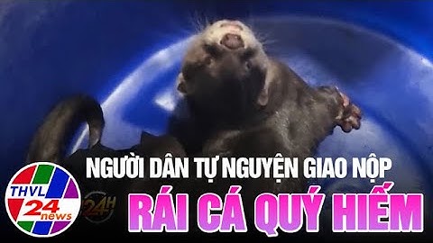 Người dân tự nguyện giao nộp rái cá quý hiếm