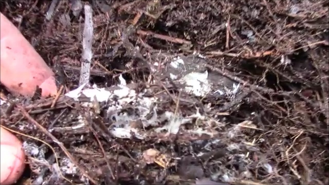 That White Stuff on Mulch Is Slime Mold