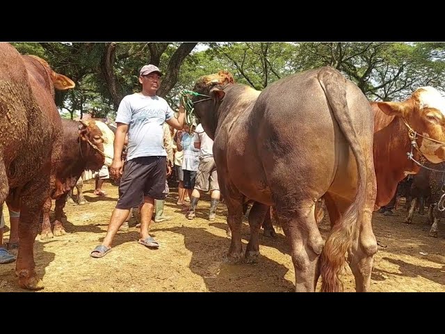 23.500‼️PEGON JUMBO HARUS DI SELAMATKAN DARI JAGAL | Pasar Sapi Jatirogo class=