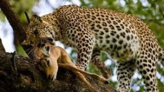 НЕ НА ТУ НАПАЛИ! Гиена недооценила Антилопу #animals