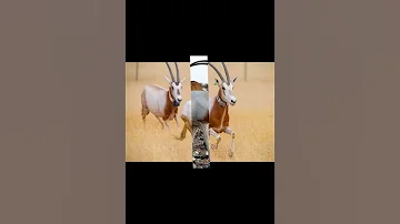 Орикс сахарский