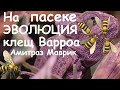 Клещ варроа. Эволюция на пасеке.