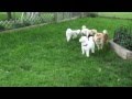 Dogs Chasing Each Other in Yard (June 21, 2012)