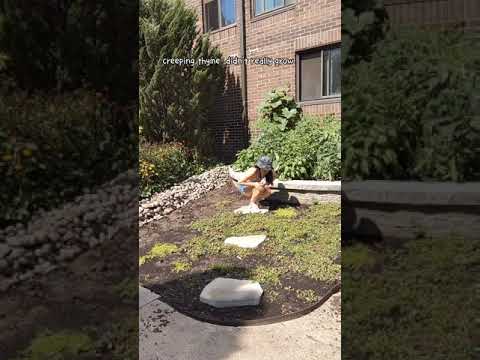 Video: Elfin Thyme Care - Hoe plant ik Elfin Thyme in de tuin