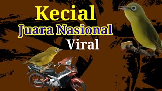 Kecial juara Nasional Viral Kecial kuning gacor ,Kecial kuning,Kecial Ngeriwik