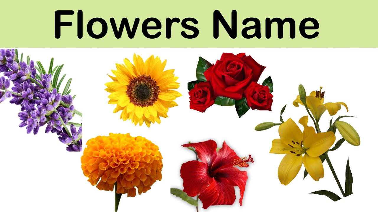 Flowers Name for Kids in English | Flowers Name with Picture | - YouTube