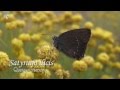Los Secretos de las Mariposas - Butterflies secrets
