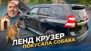 Ленд Крузер Прадо покусала собака. Автомобили с пробегом.