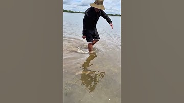 Bắt Cá Lóc Đang Bơi #trainghiem