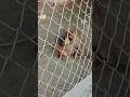 Haryanvi Bandar Bandariya ka Khel //Monkey baby //funny monkeys // The monkey King