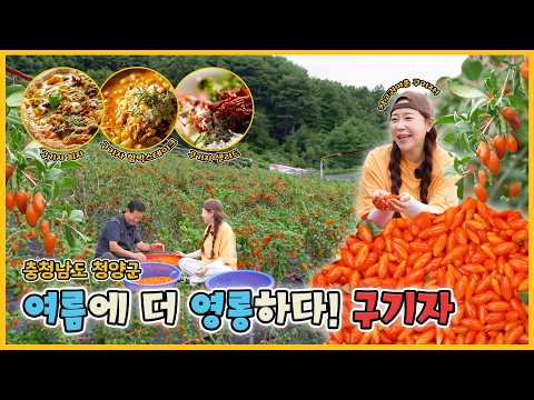 여름에 더 영롱하다! 청양 구기자 - 충청남도 청양군 [6시N내고향] / KBS 방송