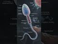 🚨SPERM CELL.. #medical #anatomy #physiology #education #viral #shorts #life#sperm#cell #health#FYP