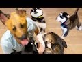 Puppies meet their Dad for the First Time!