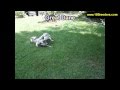 Great Dane, Puppies, Dogs, For Sale, In Tampa, Florida, FL, 19Breeders, Fort Lauderdale, Hollywood Great Dane, Puppies, Dogs, For Sale, In Tampa, Florida, FL, 19Breeders, Fort Lauderdale, Hollywood