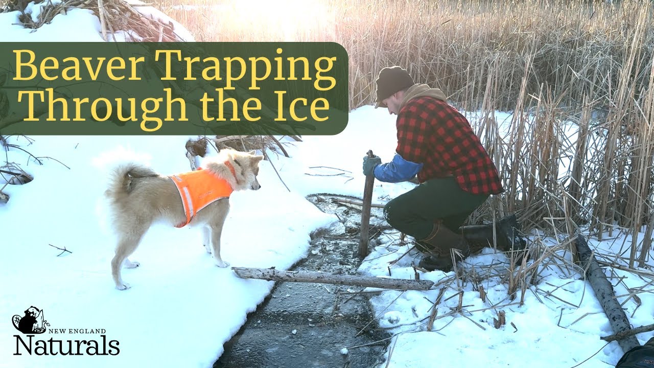 BEAVER TRAPPING THROUGH THE ICE- Checking Our Trapline in Northern NH