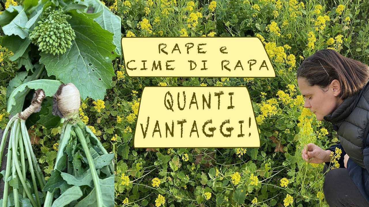 RAPE e CIME DI RAPA sai TUTTI I VANTAGGI? - NON devono MANCARE nell'orto