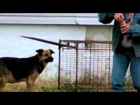 pregnant dog rescue pregnant dog rescue