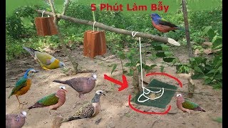 5 Phút Làm Bẫy Chim Cu Gáy .Cu Cườm .Chim Sáo .Chim Két Rất Đơn Giản Hiệu Quả Cao .Best Bird Trap