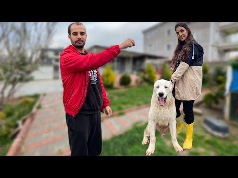 Video: Pet Scoop: Viral Video, Uçan Balıkları Yakaladı