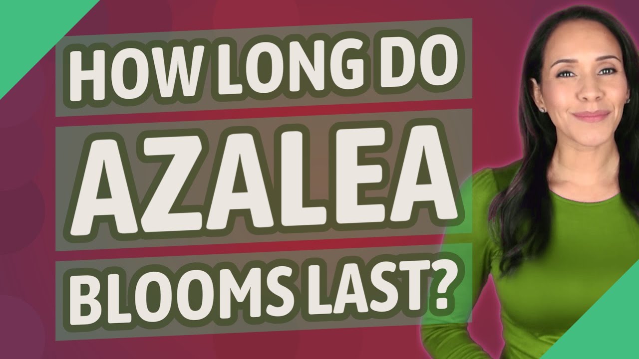 How long do azalea blooms last? YouTube