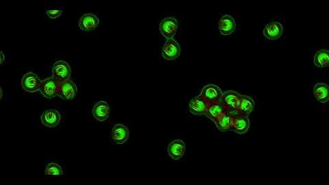 Cellular Automata - Slackermanz