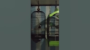 Masteran Tepus Leher Putih