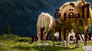 تفسير رؤية البقرة في المنام - قناة تفسير الاحلام tafsir al ahlam - البقرة في المنام - tafsir ahlam