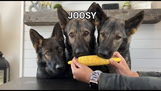 My 3 Dogs Review Foods Pt 3