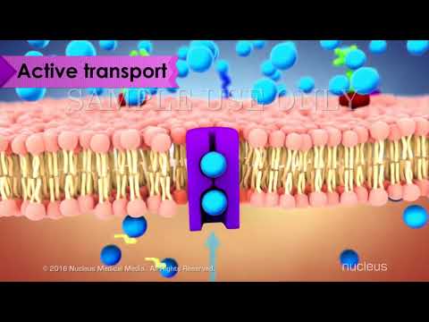 Video: Các ion được vận chuyển qua màng tế bào như thế nào?