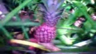Download Lagu AGRO TOURISM IN BALI (INDAH CREATION) MP3