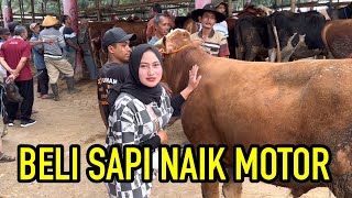 BELI SAPI HARGA 22 JUTA NAIK MOTOR