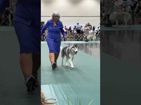 Leash Speciality Finals