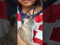 Level 8 Animal Challenge 😽 Meerkat in My Arms
