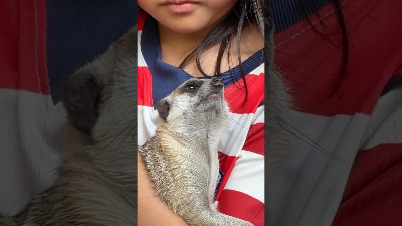 Level 8 Animal Challenge 😽 Meerkat in My Arms