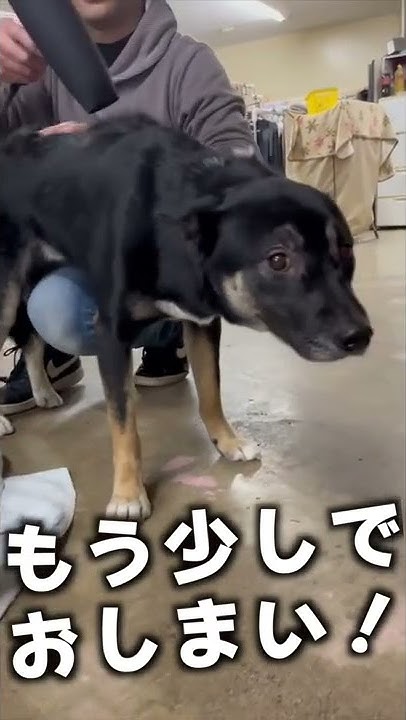 Zash プロが人見知り保護犬を育てたら Youtube