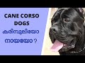 CANE CORSO DOGS/ITALIAN MASTIFF/Facts in malayalam の動画、YouTube動画。