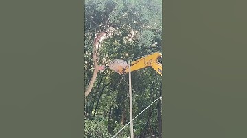 How to cut trees in Johor Malaysia!  😂😂😂 #ytshorts  #cuttingtrees