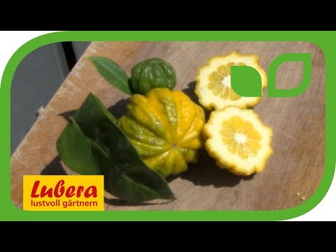 Video: Was ist eine gerippte Fringepod-Pflanze: Erfahren Sie mehr über den Anbau und die Pflege von Fringepod