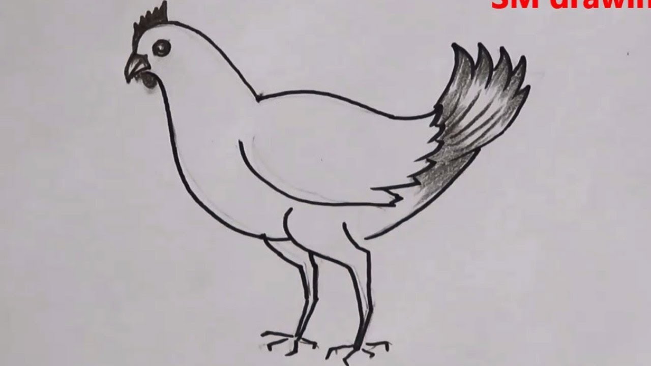 Mark James Porter - Pencil sketch #art #artist #sketch #sketching #drawing # draw #chicken #rooster #pencil #graphite #sketchbook #illustration  #illustrator #practice | Facebook