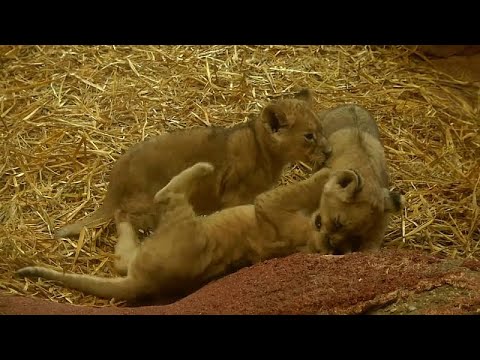 Videó: Az oroszlán és az ikrek kijönnek egymással?