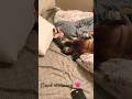 Morning snuggles english mastiff and french bulldog puppy cuddle session at 530 am