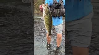 Z-Man Swag LT Catches BIG Bass!! #bassfishing